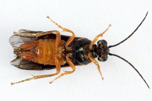 Réf. 223 186 : Nematinus fuscipennis